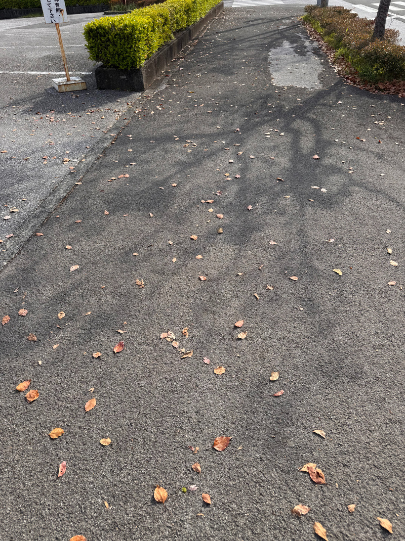 道路に落ち葉が落ちている